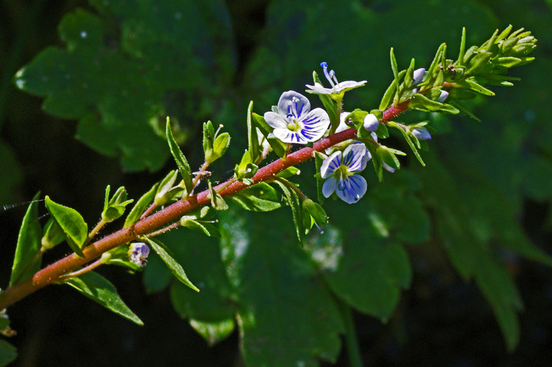 Veronica serpylifolia